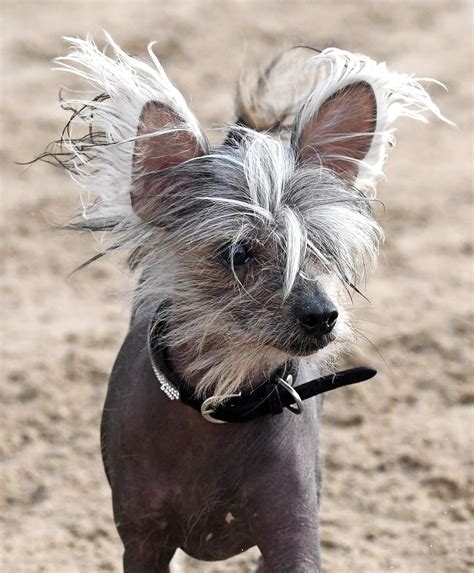 Chinese Crested Dog With Hair