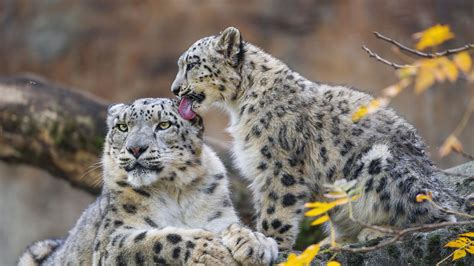Download wallpaper 1920x1080 snow leopards, animals, cute, mom, cub ...