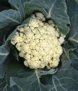 greenfarm Fresh VNR Cauliflower Vegetable Quality Seed Price in India ...