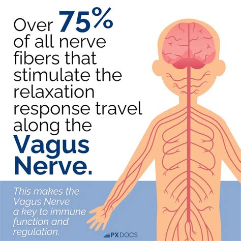 The Link Between the Vagus Nerve and the Immune System | PX Docs