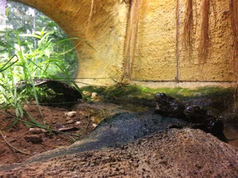 ZooLex Image - Natterjack toads