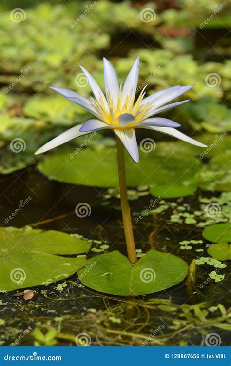 Blue Egyptian lotus stock photo. Image of close, nature - 128867656