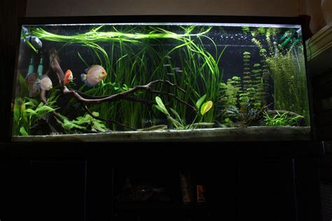 Discus Tank 的图像结果