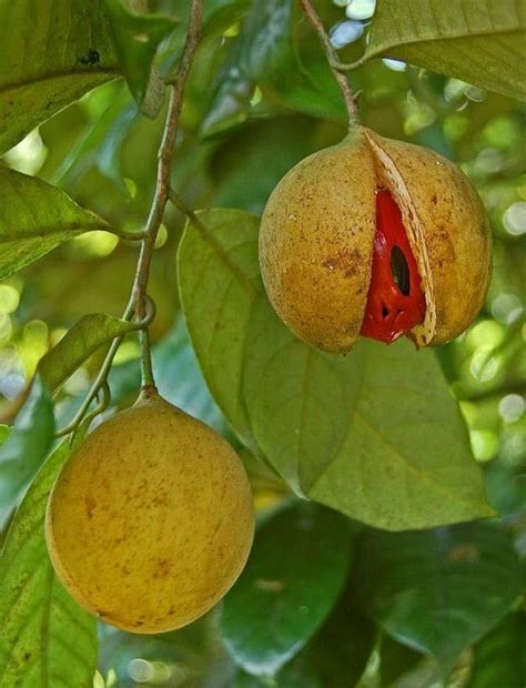 GreenWorld Special & Rare Nutmeg/Jaifal Fruit Plant (Air Layered ...