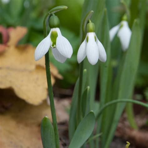 Buy snowdrop Galanthus elwesii: Delivery by Waitrose Garden