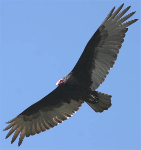 Meet the Turkey Vulture — Sacramento Audubon Society
