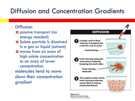 PPT - CELLS PowerPoint Presentation, free download - ID:4073130