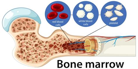 Human Bone Marrow Structure and Blood Cell Production Diagram ...