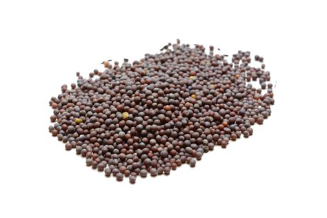 Mustard Seed (Brown) - High Plains Spice Company
