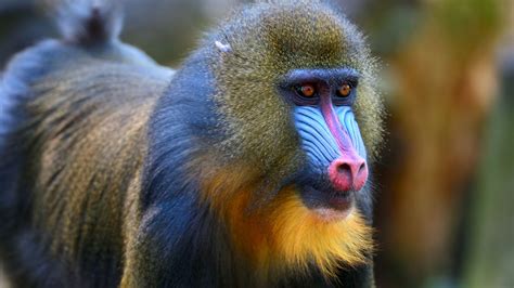 What Monkey Has A Red Butt Or Bottom? 7 Species - Oxford Pets