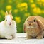 Image result for Flowers Wallpaper White Cute Baby Bunny's