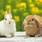 Image result for Cute White Baby Bunny