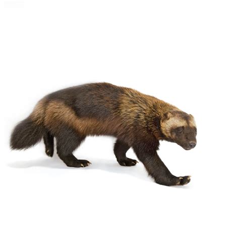 Were Do Wolverines Live