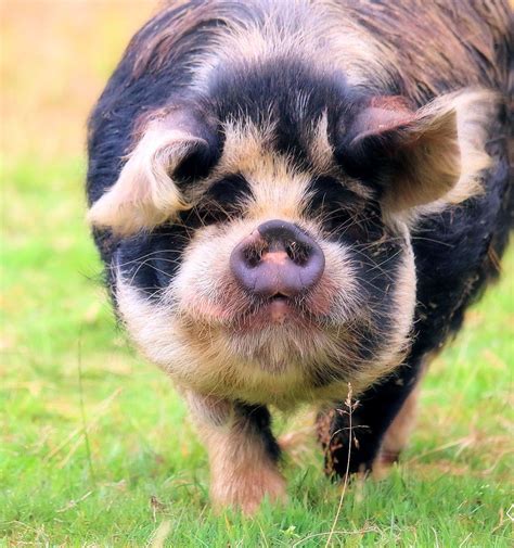 American KuneKune Pig Society - Home | Pet pigs, Pig breeds, Cute piglets