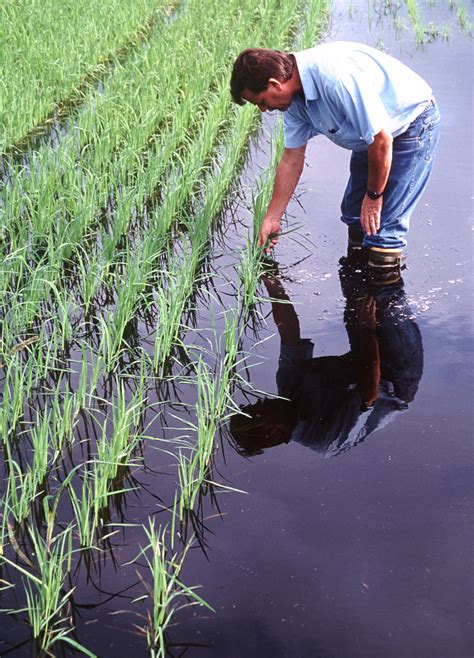 Rice | Panhandle Agriculture