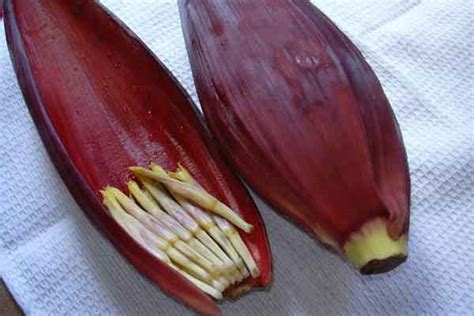 25 Edible Flowers That Will Add Colour, Flavour And Nutrition To Your Food