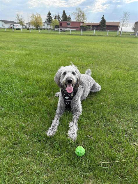 Callahan dog name - meaning, origin, personality and popularity | Sniffspot