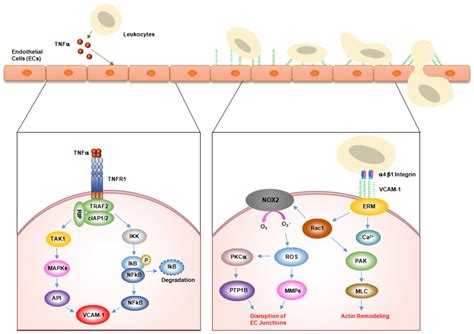 Emerging Roles of Vascular Cell Adhesion Molecule-1 (VCAM-1) in ...
