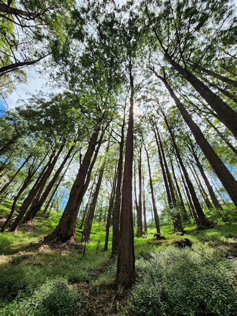 森林 的图像结果