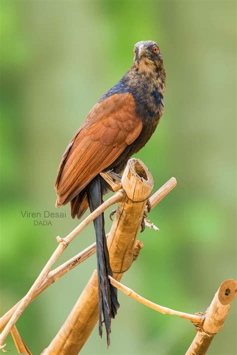 Birds Of Gujarat, Large no of bird collection and species in gujarat