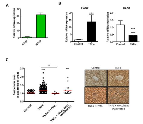 HA and HS Changes in Endothelial Inflammatory Activation