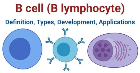 Image result for B Lymphocytes Function