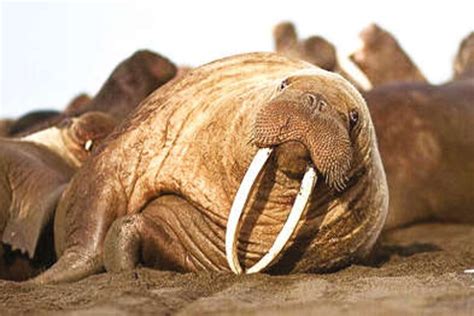 Evolution Mechanics: How did elephants, walruses get tusks? It’s a long ...