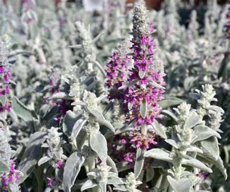 Lamb's ears care and growing guide: expert advice | Homes and Gardens