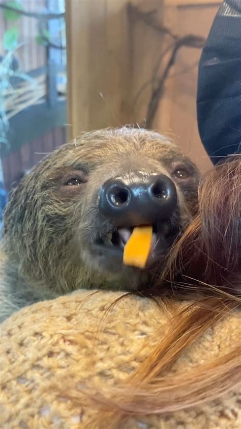 Image result for Linne's Two-Toed Sloth
