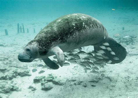 Manatee | Diet, Habitat, & Facts | Britannica