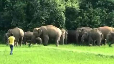 Odisha Issues Elephant Monitoring Mechanism Guidelines