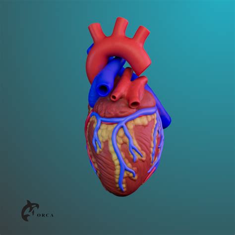 HEART ANATOMY FOR EDUCATION | 3D models download | Creality Cloud