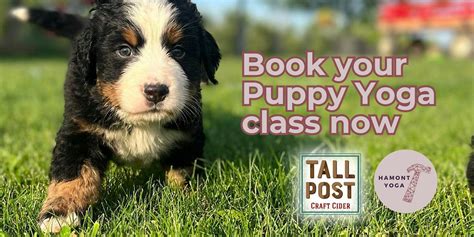 Puppy Yoga at Tall Post Craft Cider, Tall Post Craft Cider, Hamilton, 6 ...