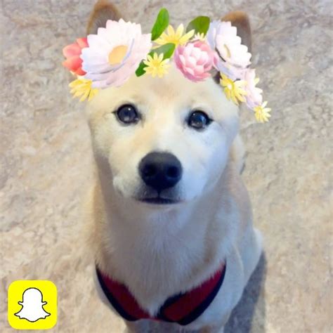 13 Snapchat Filters That Look Better on Dogs Than on You