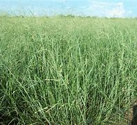 Image result for Hay Grass