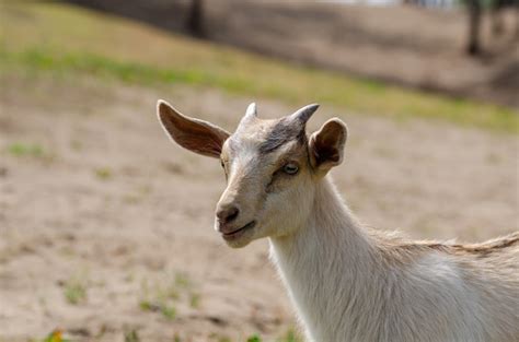 Image result for Goat Cheese Making Process