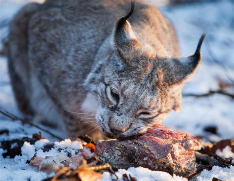 Schafsrisse: Diesmal war’s der Luchs | agrarheute.com