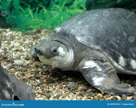 Pig-nosed turtle stock photo. Image of chelodina, zoology - 60593854