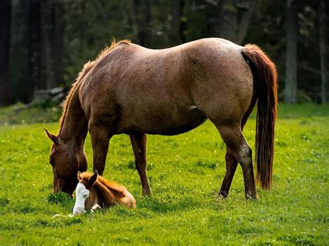 Strawberry Roan Horses - The Equinest