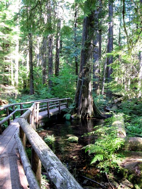 Hike Along The Award Winning McKenzie River Trail In Oregon | Oregon ...