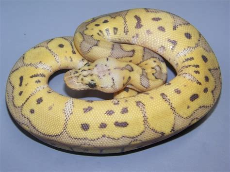 Image result for Super Clown Ball Python