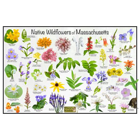 Native Wildflowers of Massachusetts Flower Identification Poster ...