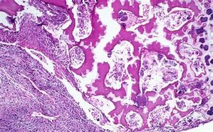 肝细胞 的图像结果