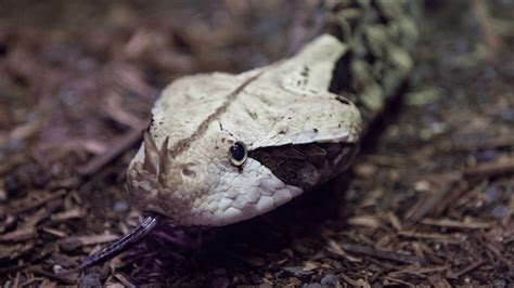 Gaboon Viper Snake Bite 的图像结果