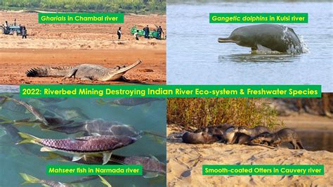 2022: Riverbed Mining Destroying Indian River Eco-system & Freshwater ...