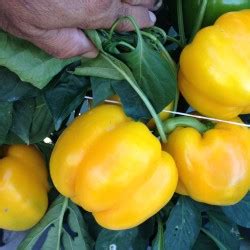 Vegetable Crop Innovations as Seminis® Field Day