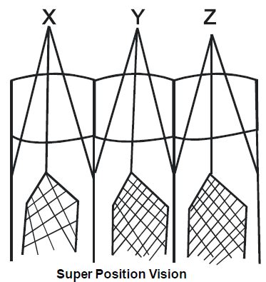 Respiratory & Nervous Systems: Cockroach - Notes | Study Additional ...