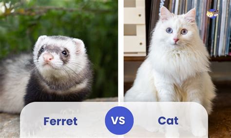 Ferret vs Python 的图像结果
