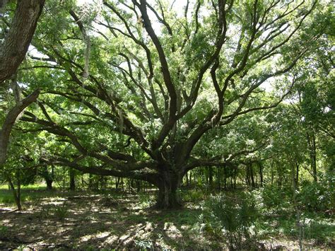 Home | Hardee County Property Appraiser