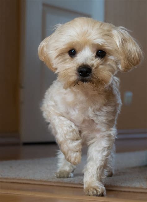 Small Dogs Cuddle at Clifford Hochstetler blog